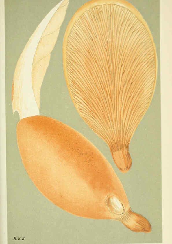 Reproducción/Reproduction 6055686979: Illustrations of British fungi (Hymenomycetes) London,Williams and Norgate,1881-91
