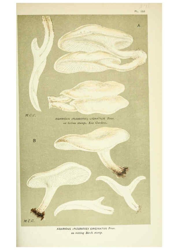 Reproducción/Reproduction 6056233774: Illustrations of British fungi (Hymenomycetes) London,Williams and Norgate,1881-91