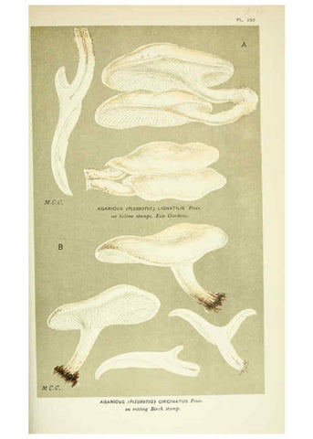 Reproducción/Reproduction 6056233774: Illustrations of British fungi (Hymenomycetes) London,Williams and Norgate,1881-91