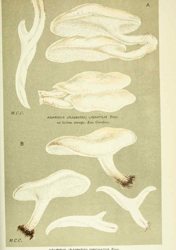 Reproducción/Reproduction 6056233774: Illustrations of British fungi (Hymenomycetes) London,Williams and Norgate,1881-91