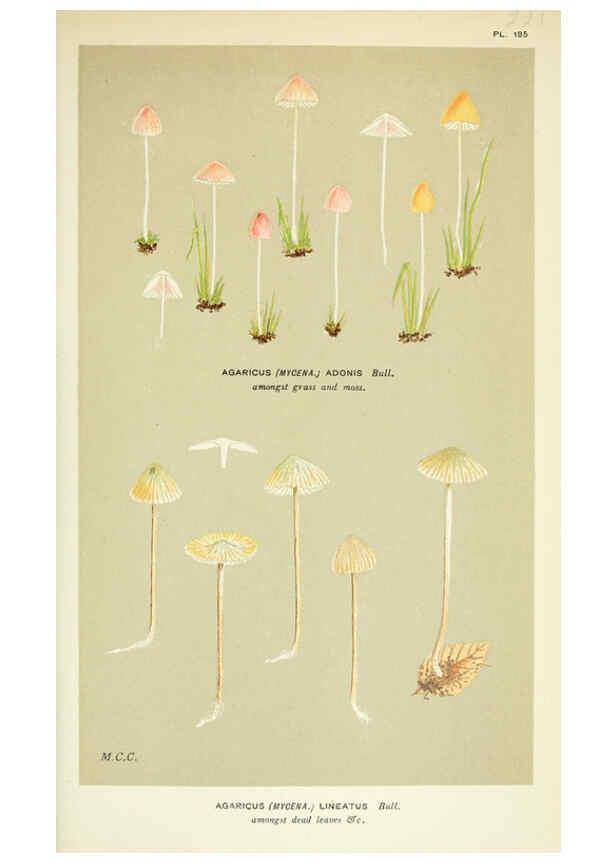 Reproducción/Reproduction 6056217178: Illustrations of British fungi (Hymenomycetes) London,Williams and Norgate,1881-91