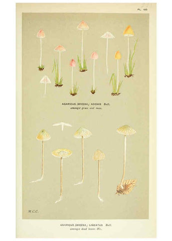 Reproducción/Reproduction 6056217178: Illustrations of British fungi (Hymenomycetes) London,Williams and Norgate,1881-91