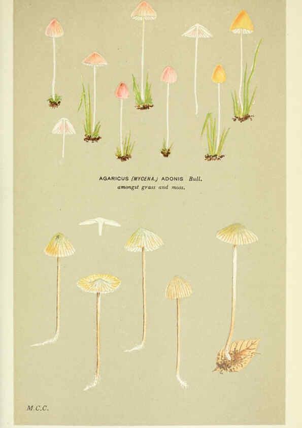 Reproducción/Reproduction 6056217178: Illustrations of British fungi (Hymenomycetes) London,Williams and Norgate,1881-91