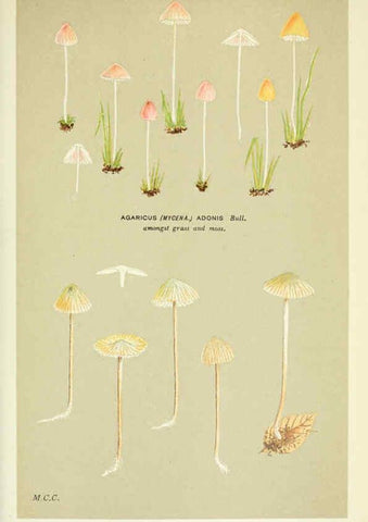 Reproducción/Reproduction 6056217178: Illustrations of British fungi (Hymenomycetes) London,Williams and Norgate,1881-91