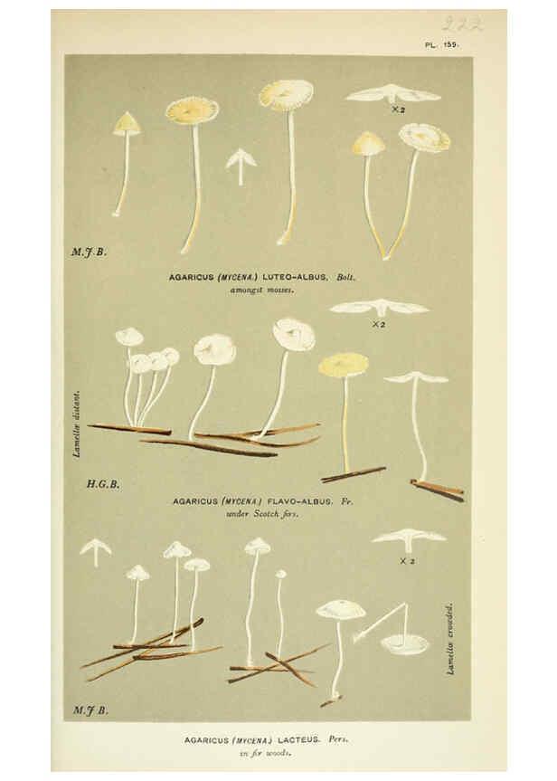 Reproducción/Reproduction 6056217490: Illustrations of British fungi (Hymenomycetes) London,Williams and Norgate,1881-91