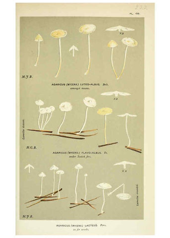 Reproducción/Reproduction 6056217490: Illustrations of British fungi (Hymenomycetes) London,Williams and Norgate,1881-91