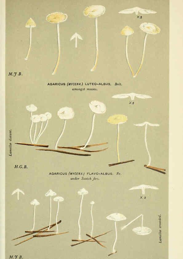 Reproducción/Reproduction 6056217490: Illustrations of British fungi (Hymenomycetes) London,Williams and Norgate,1881-91