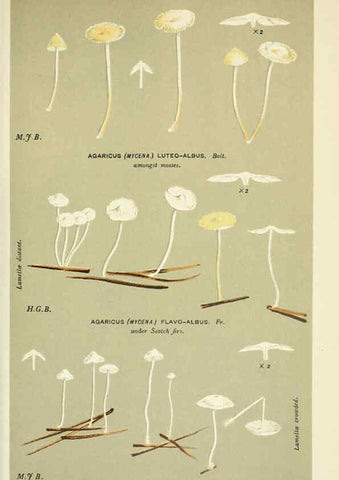 Reproducción/Reproduction 6056217490: Illustrations of British fungi (Hymenomycetes) London,Williams and Norgate,1881-91