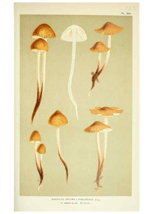 Reproducción/Reproduction 6056217824: Illustrations of British fungi (Hymenomycetes) London,Williams and Norgate,1881-91