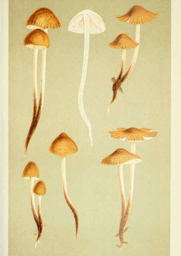 Reproducción/Reproduction 6056217824: Illustrations of British fungi (Hymenomycetes) London,Williams and Norgate,1881-91