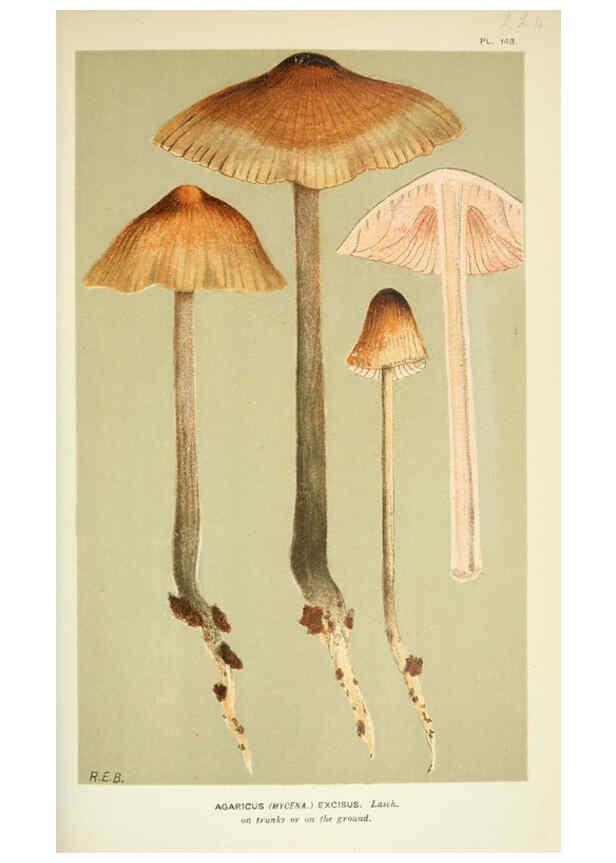 Reproducción/Reproduction 6056218336: Illustrations of British fungi (Hymenomycetes) London,Williams and Norgate,1881-91