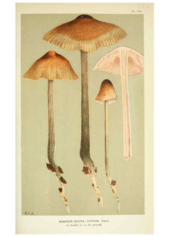 Reproducción/Reproduction 6056218336: Illustrations of British fungi (Hymenomycetes) London,Williams and Norgate,1881-91