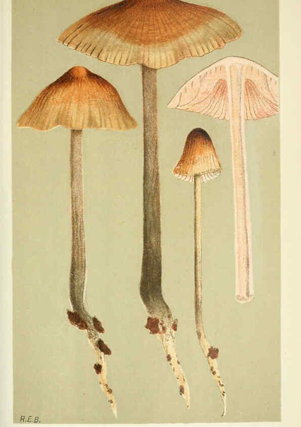 Reproducción/Reproduction 6056218336: Illustrations of British fungi (Hymenomycetes) London,Williams and Norgate,1881-91