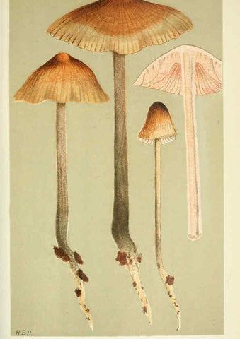 Reproducción/Reproduction 6056218336: Illustrations of British fungi (Hymenomycetes) London,Williams and Norgate,1881-91