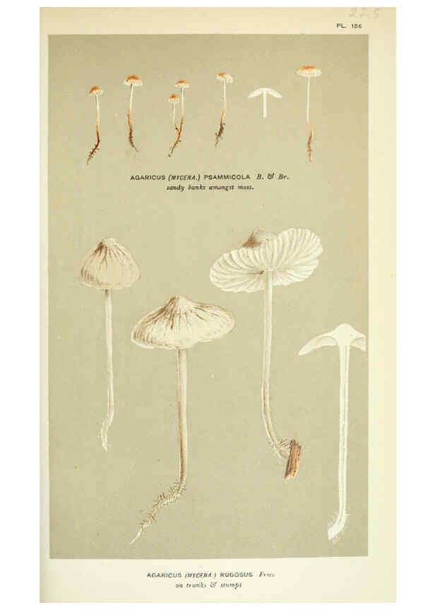 Reproducción/Reproduction 6055671735: Illustrations of British fungi (Hymenomycetes) London,Williams and Norgate,1881-91
