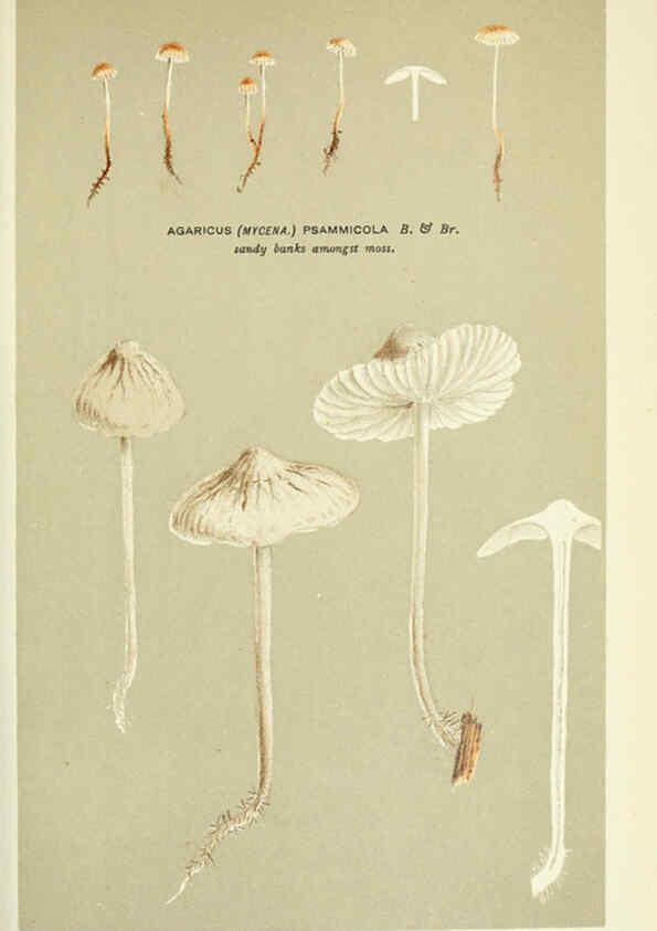 Reproducción/Reproduction 6055671735: Illustrations of British fungi (Hymenomycetes) London,Williams and Norgate,1881-91
