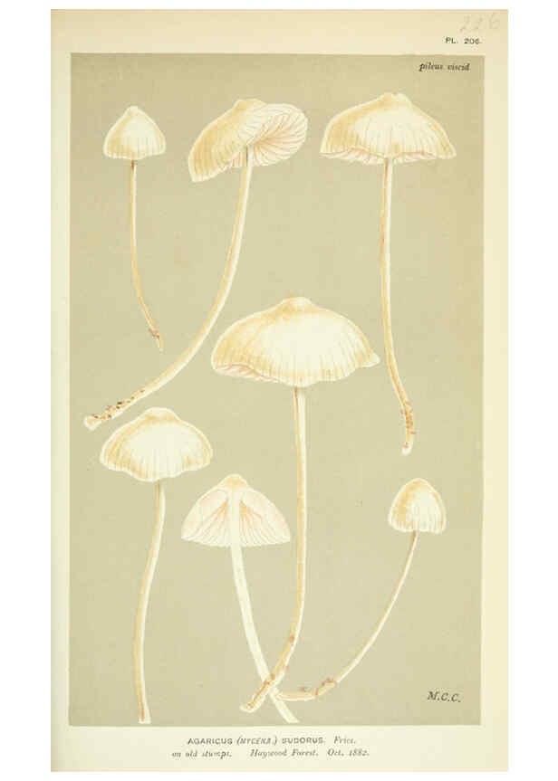 Reproducción/Reproduction 6056218860: Illustrations of British fungi (Hymenomycetes) London,Williams and Norgate,1881-91