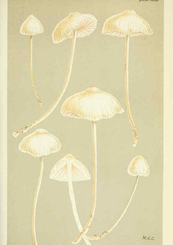 Reproducción/Reproduction 6056218860: Illustrations of British fungi (Hymenomycetes) London,Williams and Norgate,1881-91