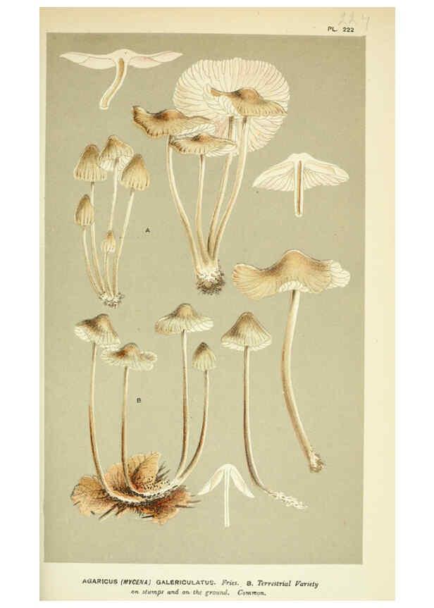 Reproducción/Reproduction 6056219176: Illustrations of British fungi (Hymenomycetes) London,Williams and Norgate,1881-91