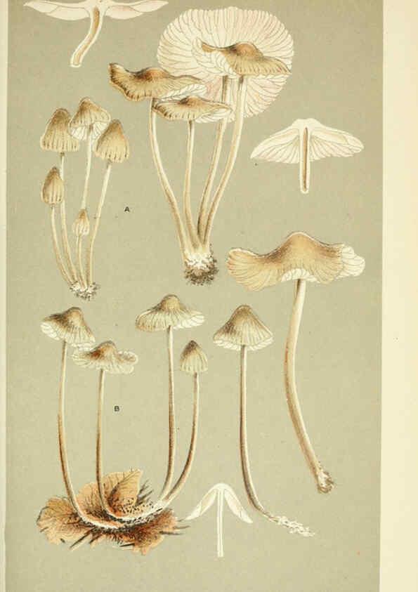 Reproducción/Reproduction 6056219176: Illustrations of British fungi (Hymenomycetes) London,Williams and Norgate,1881-91