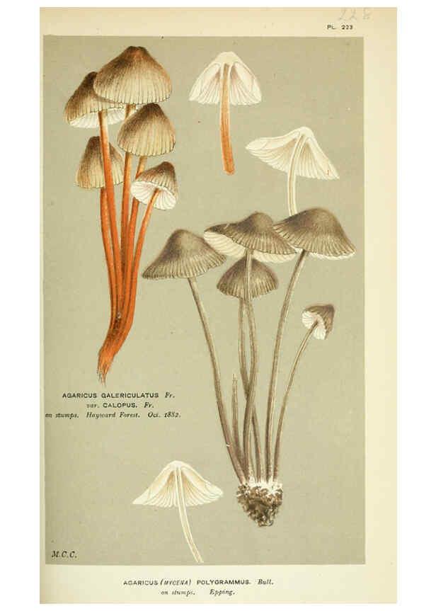 Reproducción/Reproduction 6056219806: Illustrations of British fungi (Hymenomycetes) London,Williams and Norgate,1881-91
