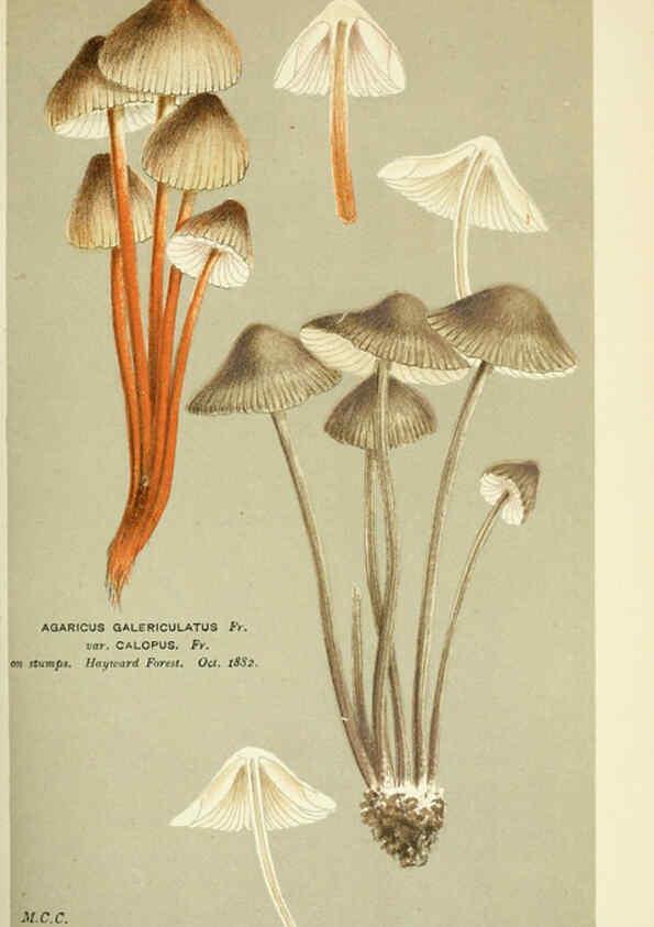 Reproducción/Reproduction 6056219806: Illustrations of British fungi (Hymenomycetes) London,Williams and Norgate,1881-91