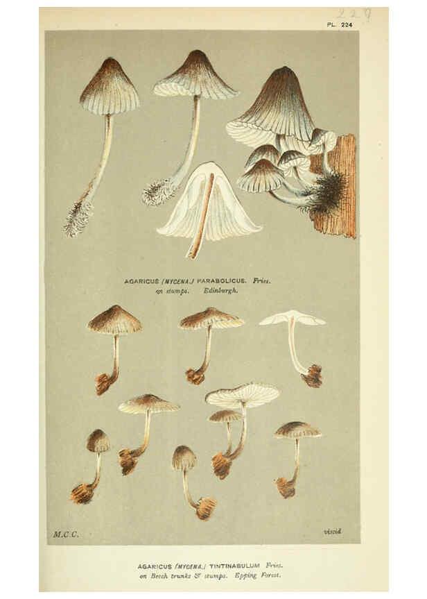 Reproducción/Reproduction 6055673041: Illustrations of British fungi (Hymenomycetes) London,Williams and Norgate,1881-91