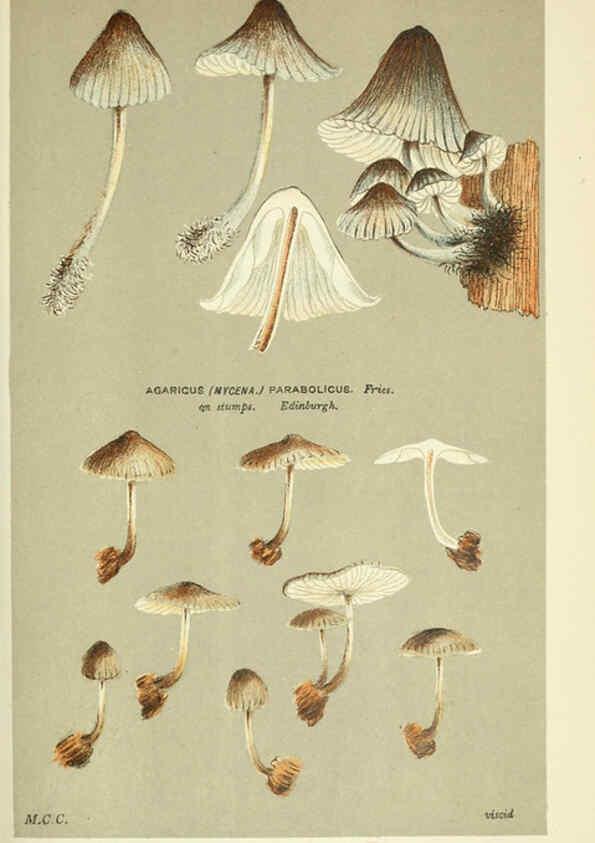 Reproducción/Reproduction 6055673041: Illustrations of British fungi (Hymenomycetes) London,Williams and Norgate,1881-91
