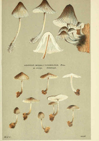Reproducción/Reproduction 6055673041: Illustrations of British fungi (Hymenomycetes) London,Williams and Norgate,1881-91