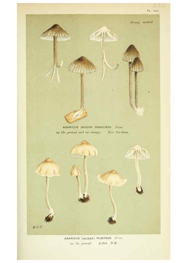 Reproducción/Reproduction 6056220566: Illustrations of British fungi (Hymenomycetes) London,Williams and Norgate,1881-91