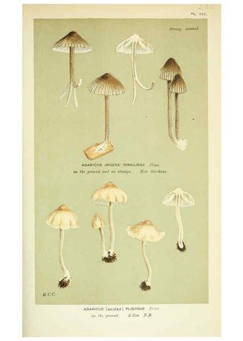 Reproducción/Reproduction 6056220566: Illustrations of British fungi (Hymenomycetes) London,Williams and Norgate,1881-91