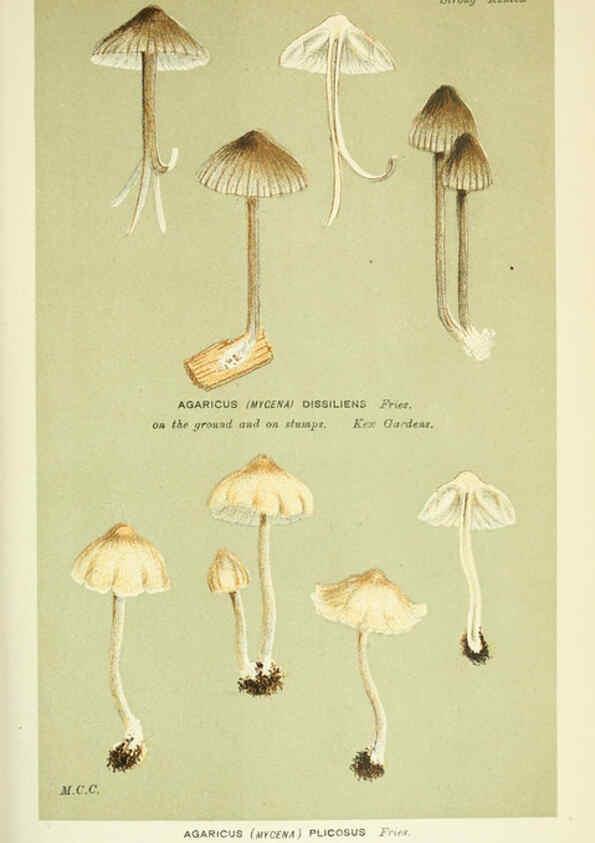 Reproducción/Reproduction 6056220566: Illustrations of British fungi (Hymenomycetes) London,Williams and Norgate,1881-91