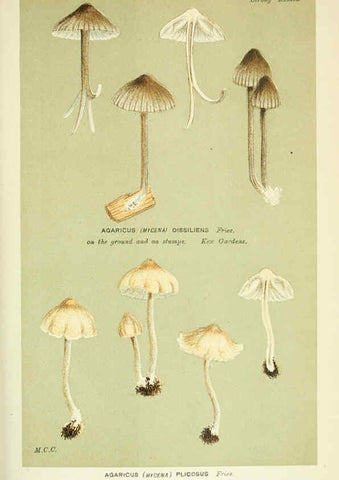 Reproducción/Reproduction 6056220566: Illustrations of British fungi (Hymenomycetes) London,Williams and Norgate,1881-91