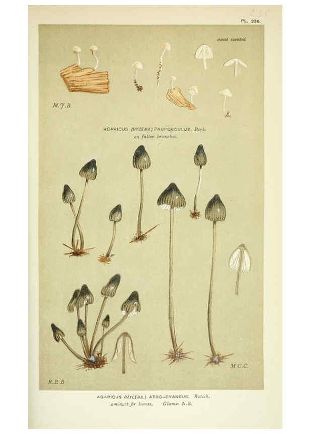 Reproducción/Reproduction 6055673829: Illustrations of British fungi (Hymenomycetes) London,Williams and Norgate,1881-91