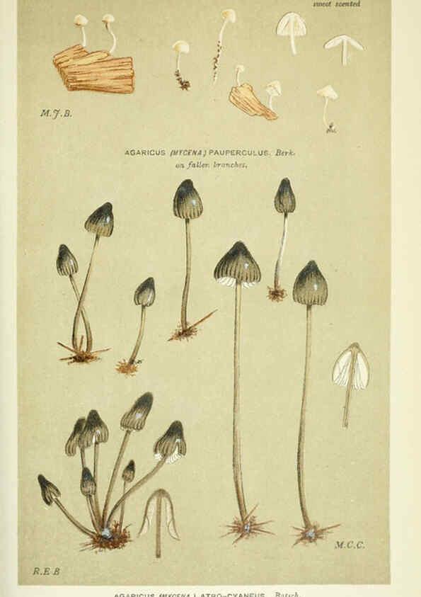 Reproducción/Reproduction 6055673829: Illustrations of British fungi (Hymenomycetes) London,Williams and Norgate,1881-91