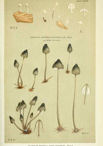 Reproducción/Reproduction 6055673829: Illustrations of British fungi (Hymenomycetes) London,Williams and Norgate,1881-91