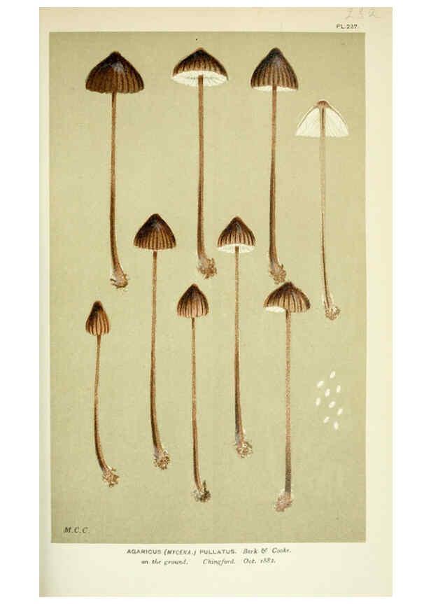 Reproducción/Reproduction 6056221120: Illustrations of British fungi (Hymenomycetes) London,Williams and Norgate,1881-91