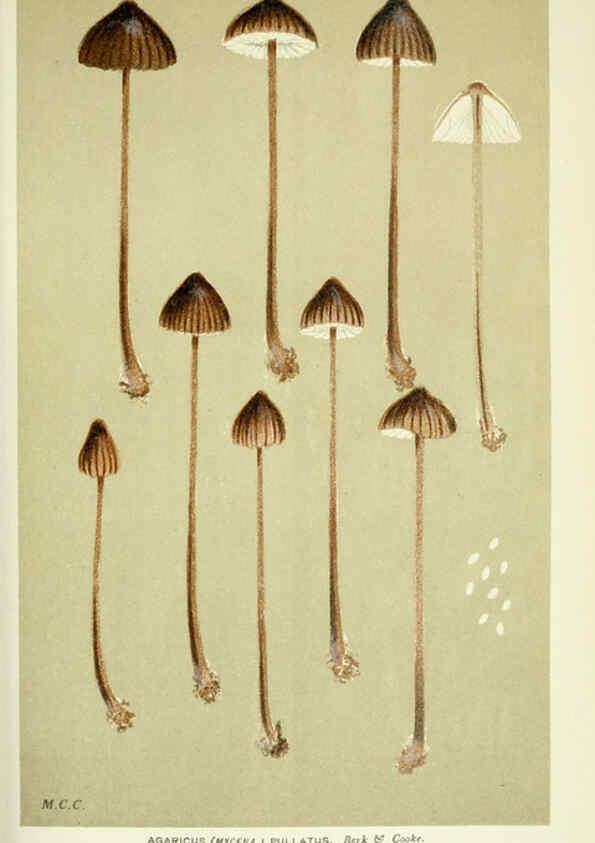 Reproducción/Reproduction 6056221120: Illustrations of British fungi (Hymenomycetes) London,Williams and Norgate,1881-91