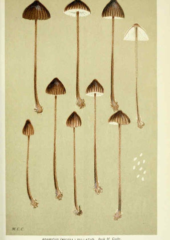 Reproducción/Reproduction 6056221120: Illustrations of British fungi (Hymenomycetes) London,Williams and Norgate,1881-91