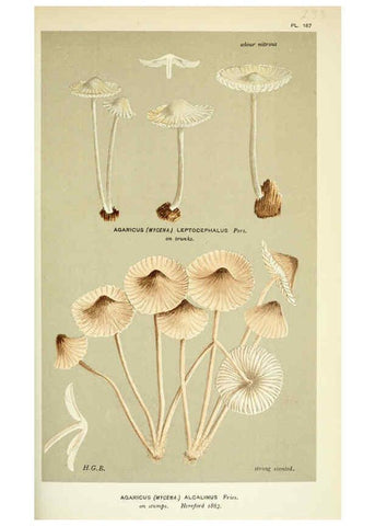 Reproducción/Reproduction 6055674409: Illustrations of British fungi (Hymenomycetes) London,Williams and Norgate,1881-91