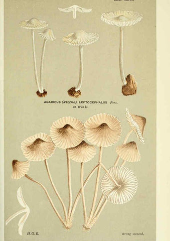 Reproducción/Reproduction 6055674409: Illustrations of British fungi (Hymenomycetes) London,Williams and Norgate,1881-91