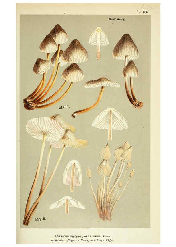 Reproducción/Reproduction 6056221672: Illustrations of British fungi (Hymenomycetes) London,Williams and Norgate,1881-91