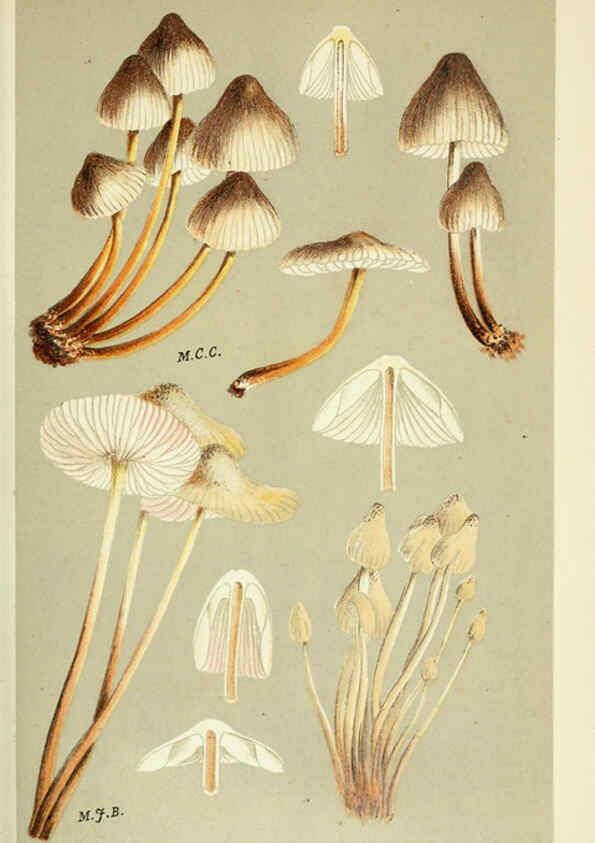Reproducción/Reproduction 6056221672: Illustrations of British fungi (Hymenomycetes) London,Williams and Norgate,1881-91