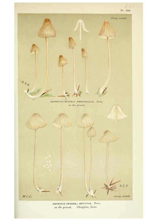 Reproducción/Reproduction 6056221896: Illustrations of British fungi (Hymenomycetes) London,Williams and Norgate,1881-91