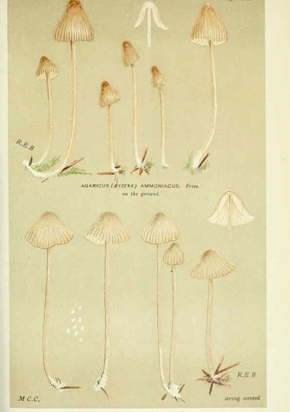 Reproducción/Reproduction 6056221896: Illustrations of British fungi (Hymenomycetes) London,Williams and Norgate,1881-91