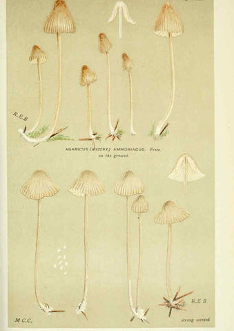 Reproducción/Reproduction 6056221896: Illustrations of British fungi (Hymenomycetes) London,Williams and Norgate,1881-91