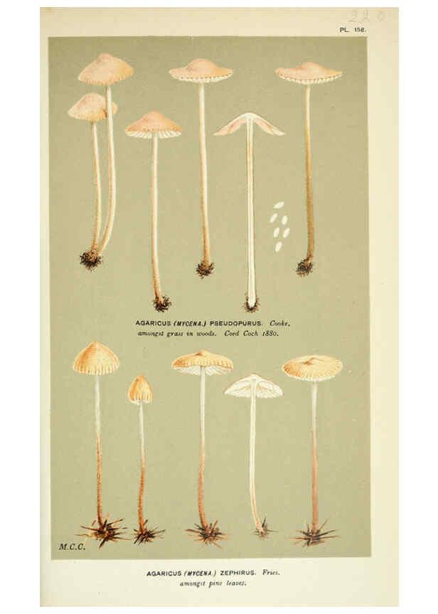 Reproducción/Reproduction 6056216982: Illustrations of British fungi (Hymenomycetes) London,Williams and Norgate,1881-91