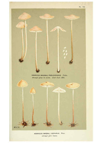 Reproducción/Reproduction 6056216982: Illustrations of British fungi (Hymenomycetes) London,Williams and Norgate,1881-91