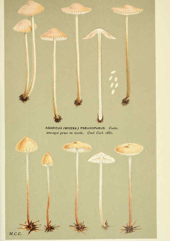 Reproducción/Reproduction 6056216982: Illustrations of British fungi (Hymenomycetes) London,Williams and Norgate,1881-91