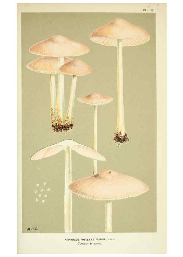 Reproducción/Reproduction 6055669689: Illustrations of British fungi (Hymenomycetes) London,Williams and Norgate,1881-91